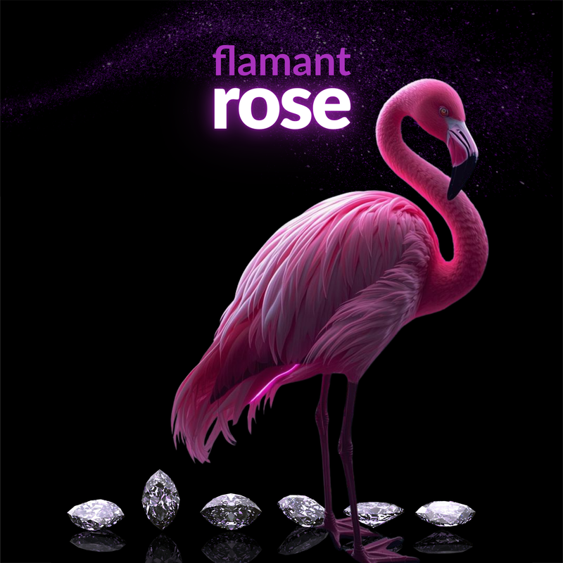 Flamant 🦋 Rose