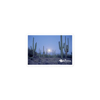 tsgabrielle® • Arizona - Parc national de Saguaro • Autocollant sans bulles • 3 tailles
