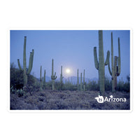 tsgabrielle® • Arizona - Parc national de Saguaro • Autocollant sans bulles • 3 tailles